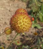 Gaillardia aristata