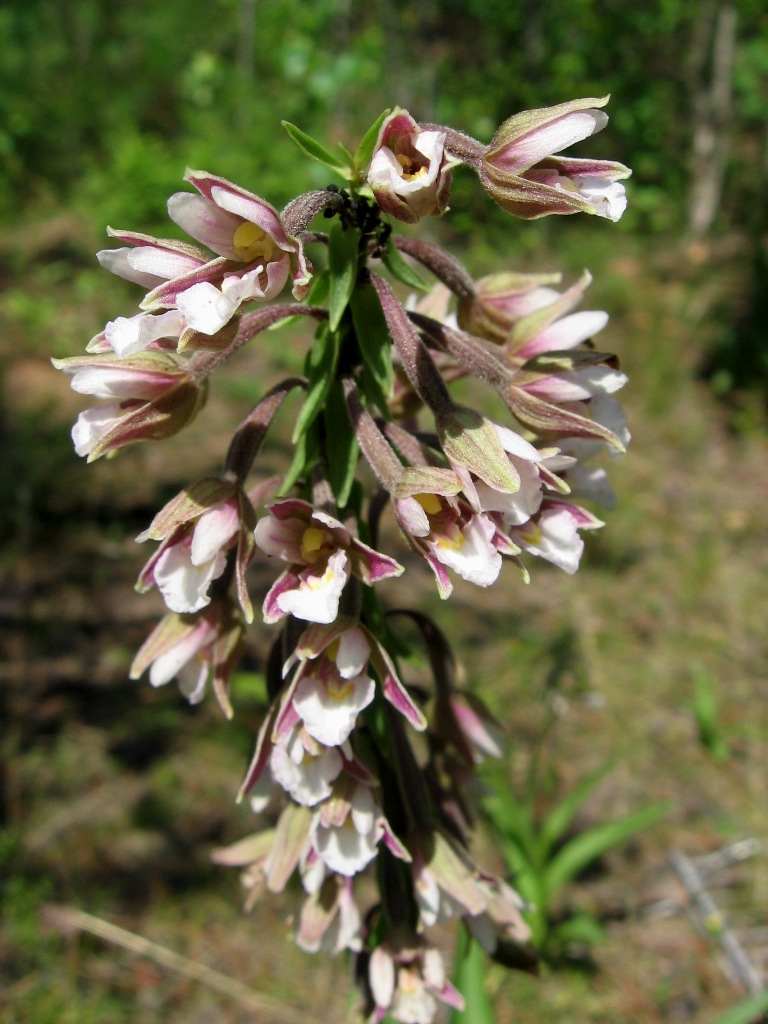 Изображение особи Epipactis palustris.