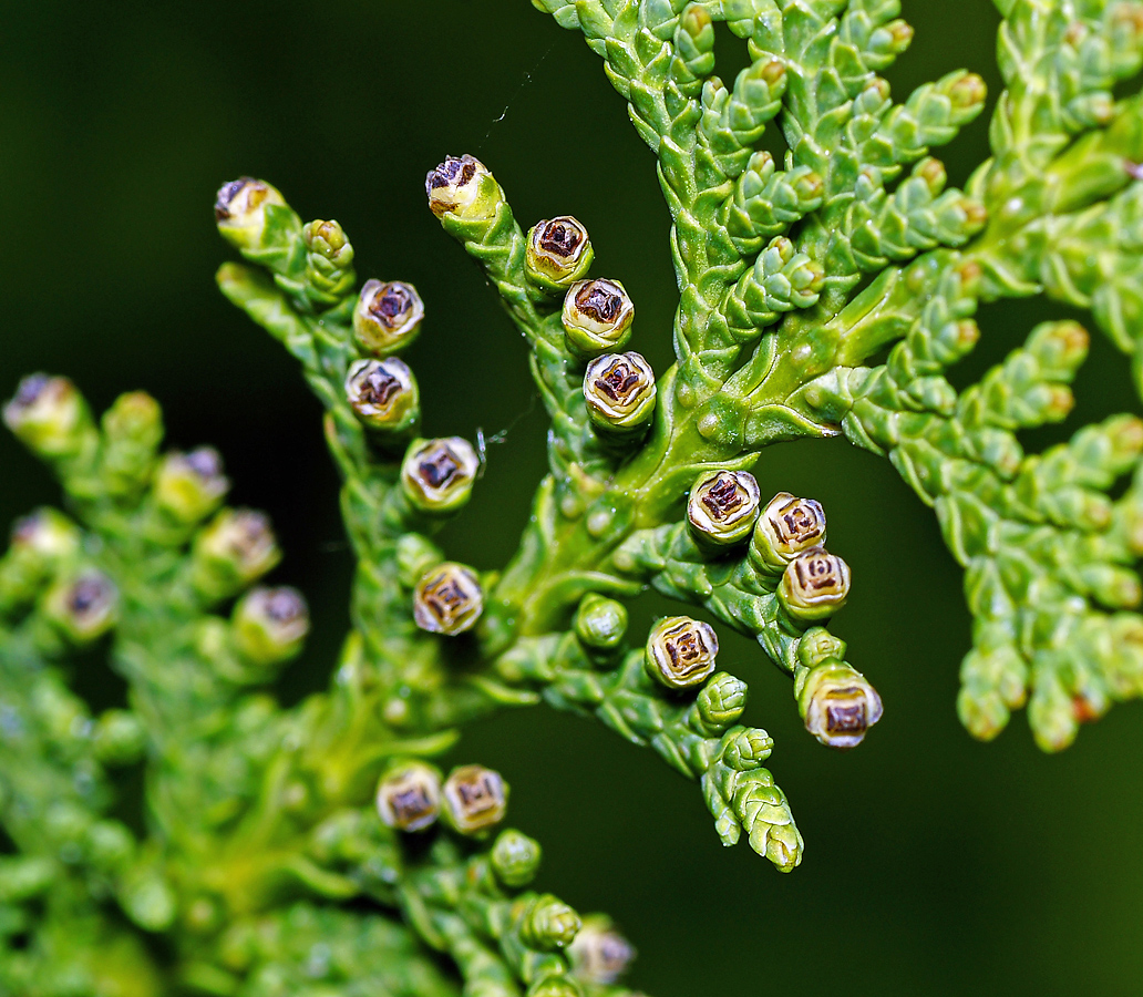 Изображение особи Thuja occidentalis.