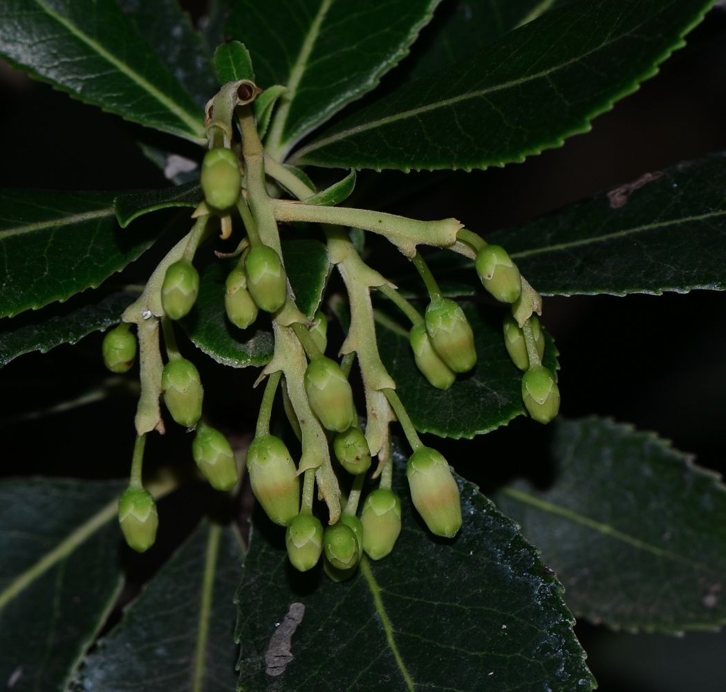 Image of Arbutus unedo specimen.