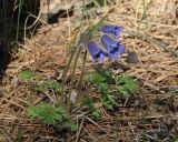 Pulsatilla regeliana. Цветущие растения. Иркутская обл., Иркутский р-н, берег р. Иркут, лес. 14.05.2014.