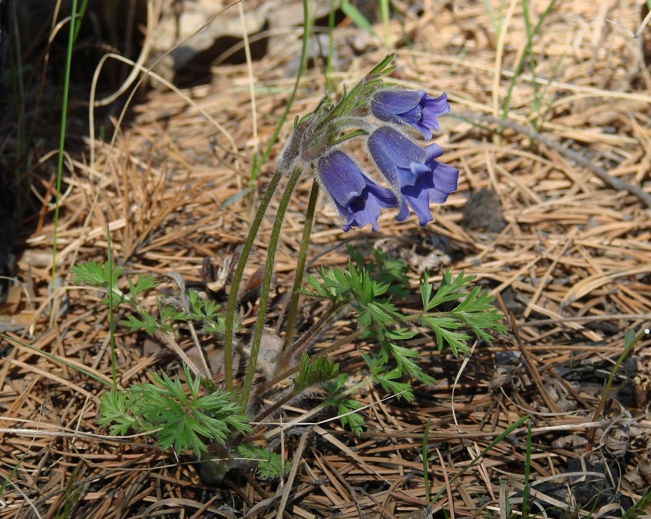 Изображение особи Pulsatilla regeliana.