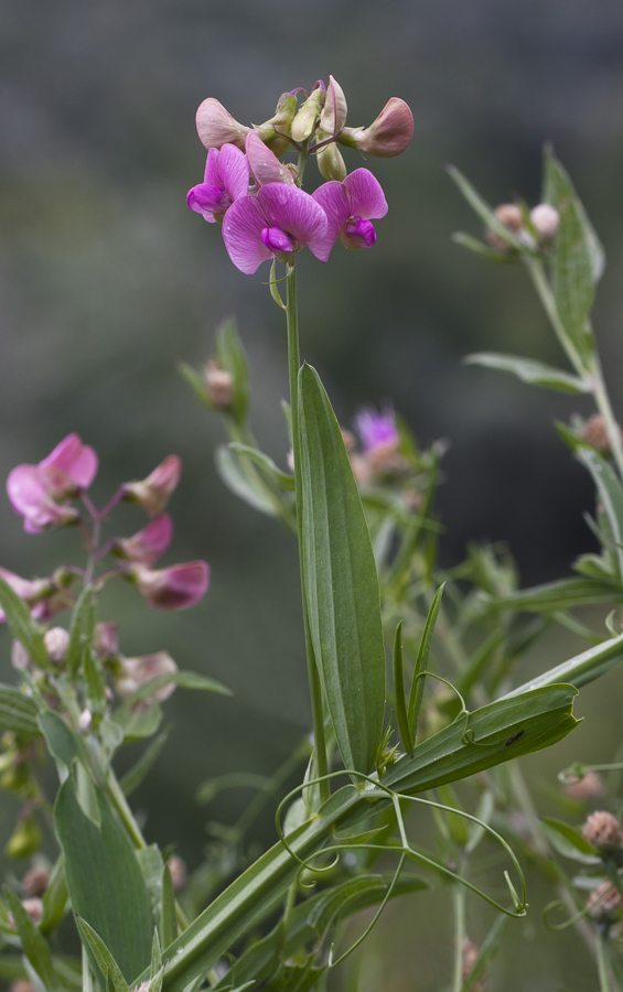 Изображение особи Lathyrus sylvestris.