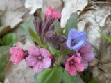 Pulmonaria obscura. Соцветие. Украина, Днепропетровская обл., балка в верховьях р. Самоткани. 04.04.2009.