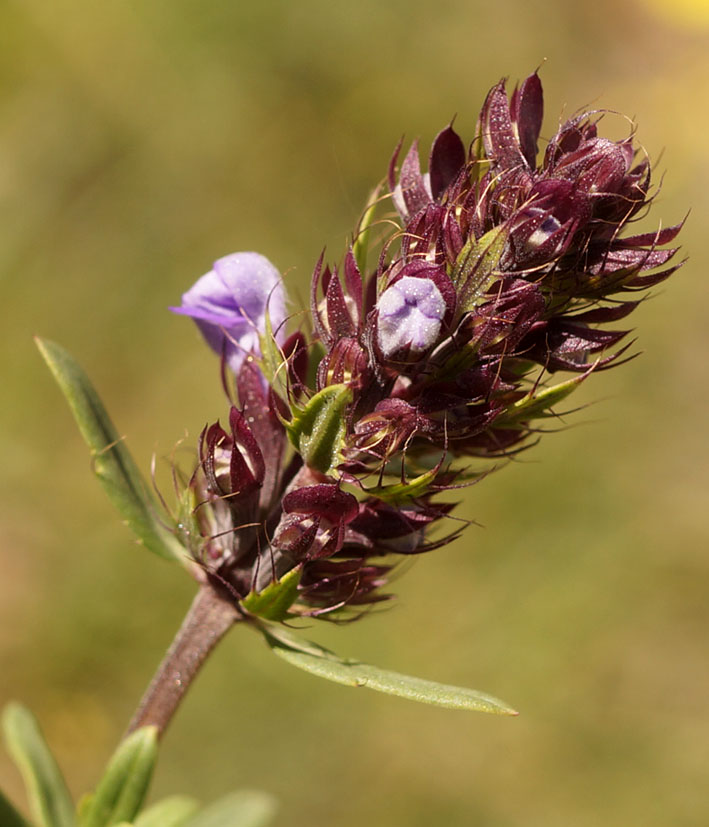 Image of Dracocephalum integrifolium specimen.