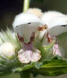 Stachyopsis lamiiflora. Цветок. Кыргызстан, Нарынская обл., левый берег р. Нарын, долина руч. Бурган-Суу. 11.07.2015.