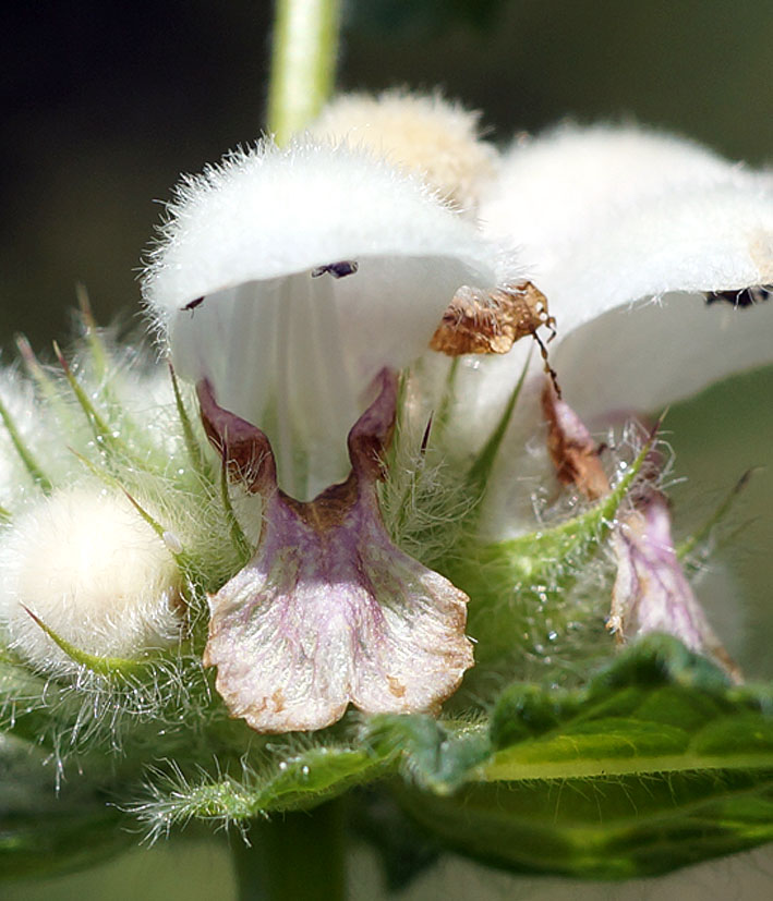 Изображение особи Stachyopsis lamiiflora.