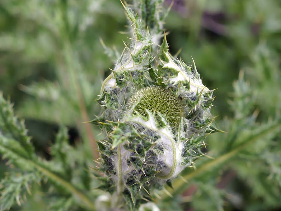 Image of Echinops chantavicus specimen.