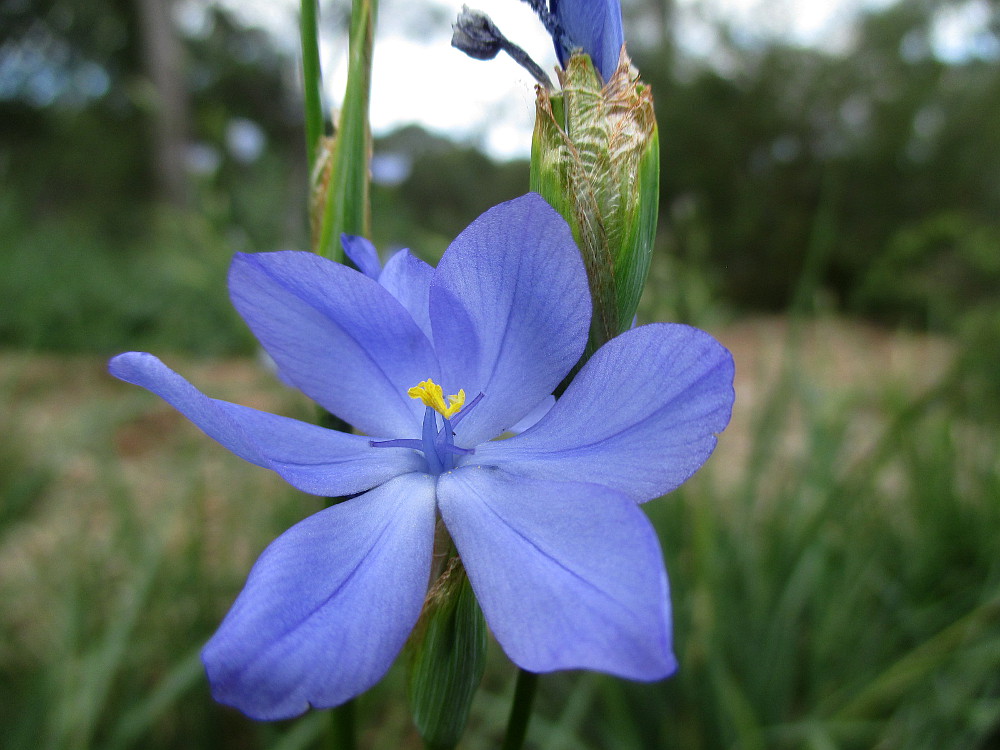 Image of Orthrosanthus multiflorus specimen.