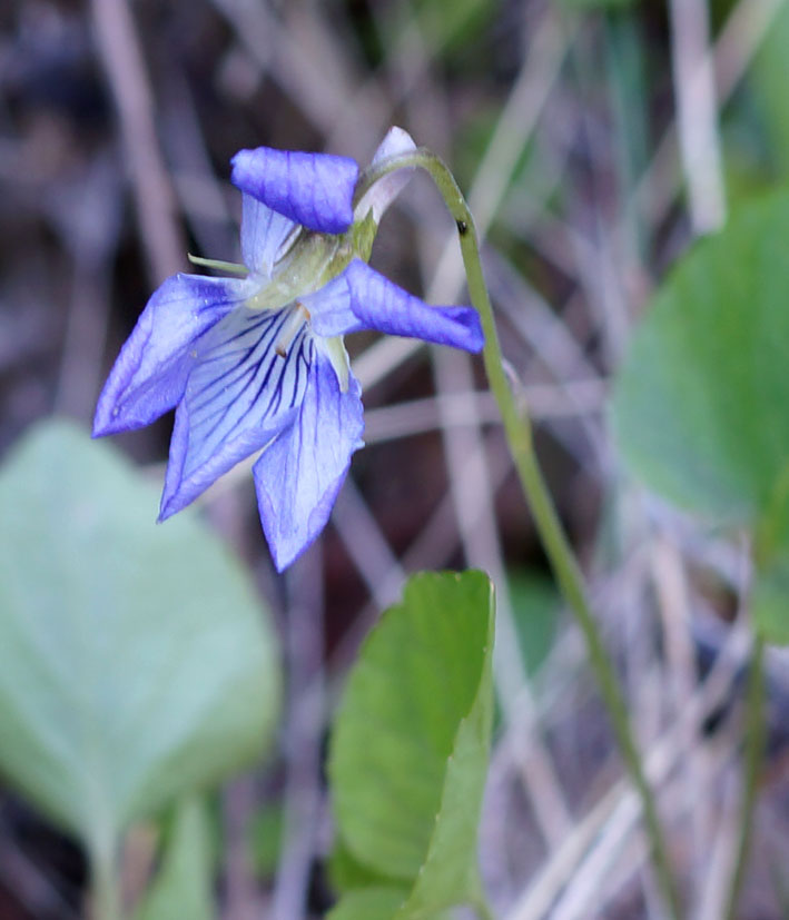 Изображение особи Viola isopetala.