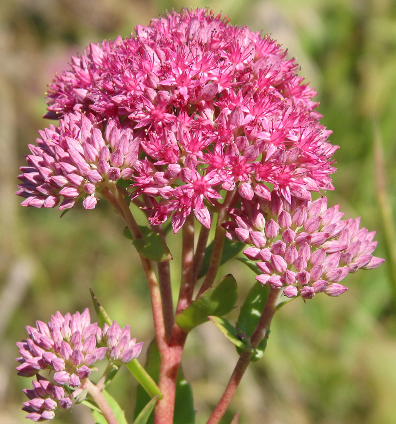 Image of Hylotelephium triphyllum specimen.