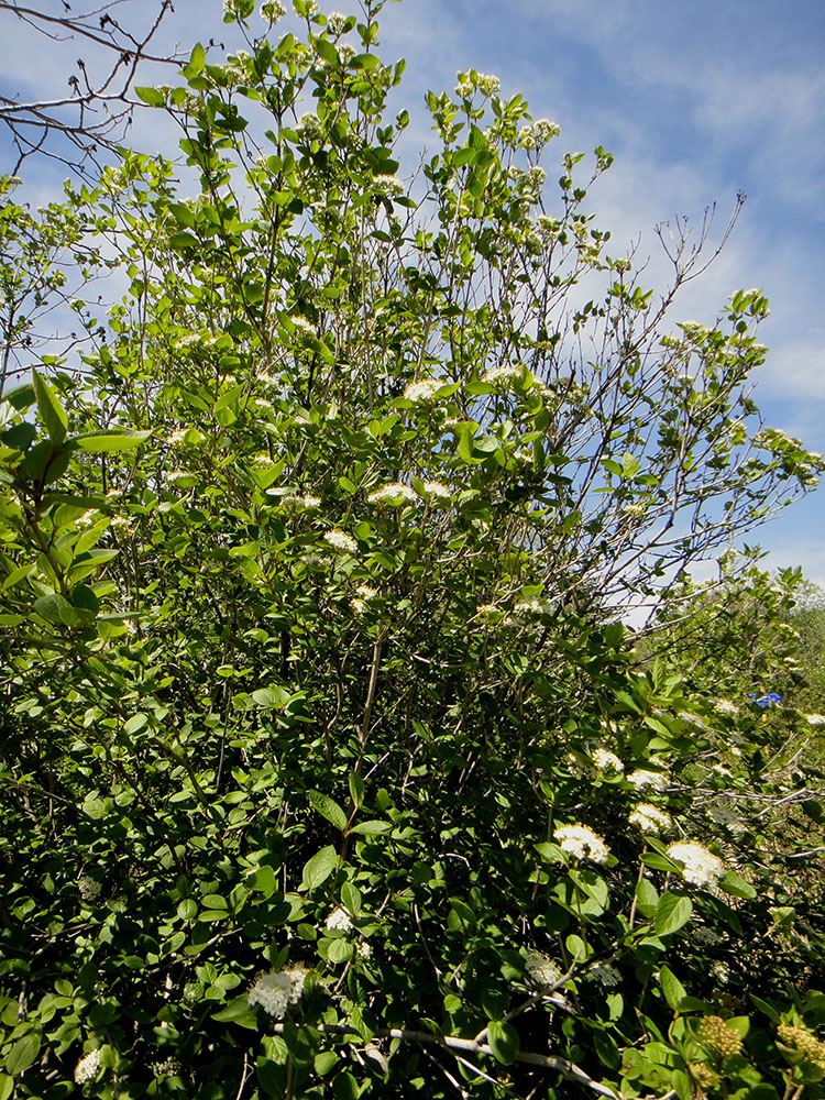 Изображение особи Viburnum burejaeticum.