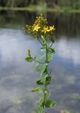 Hypericum tetrapterum