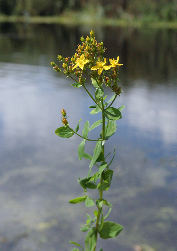 Image of Hypericum tetrapterum specimen.