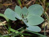 Corydalis sewerzowii. Вегетирующее растение. Узбекистан, г. Ташкент, пос. Улугбек, санитарно-защитная зона. 06.02.2016.