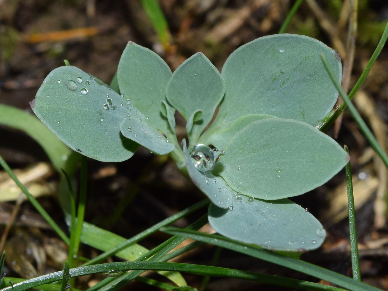 Изображение особи Corydalis sewerzowii.