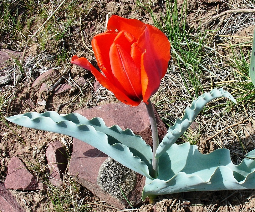 Изображение особи Tulipa alberti.