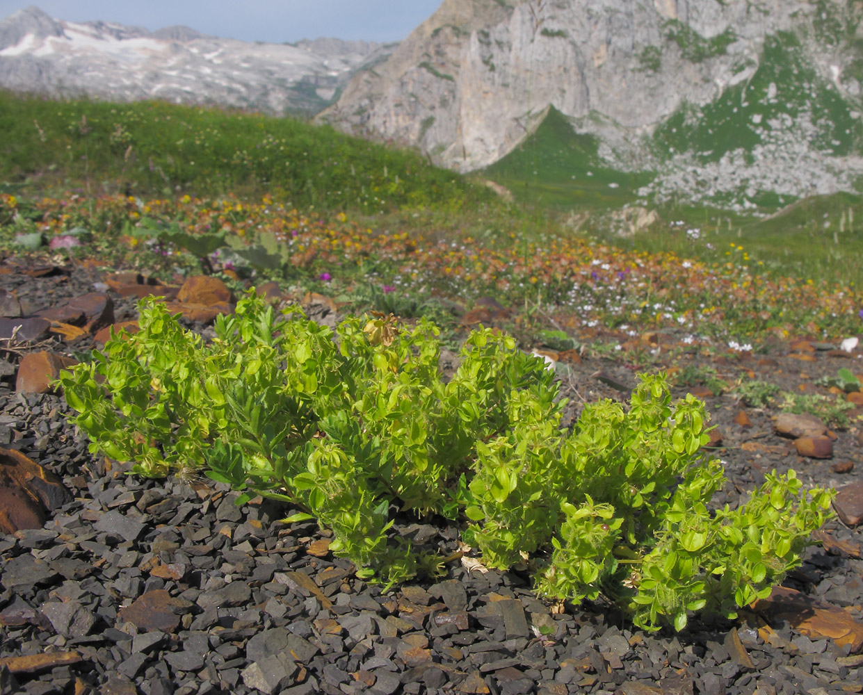 Изображение особи Cruciata laevipes.