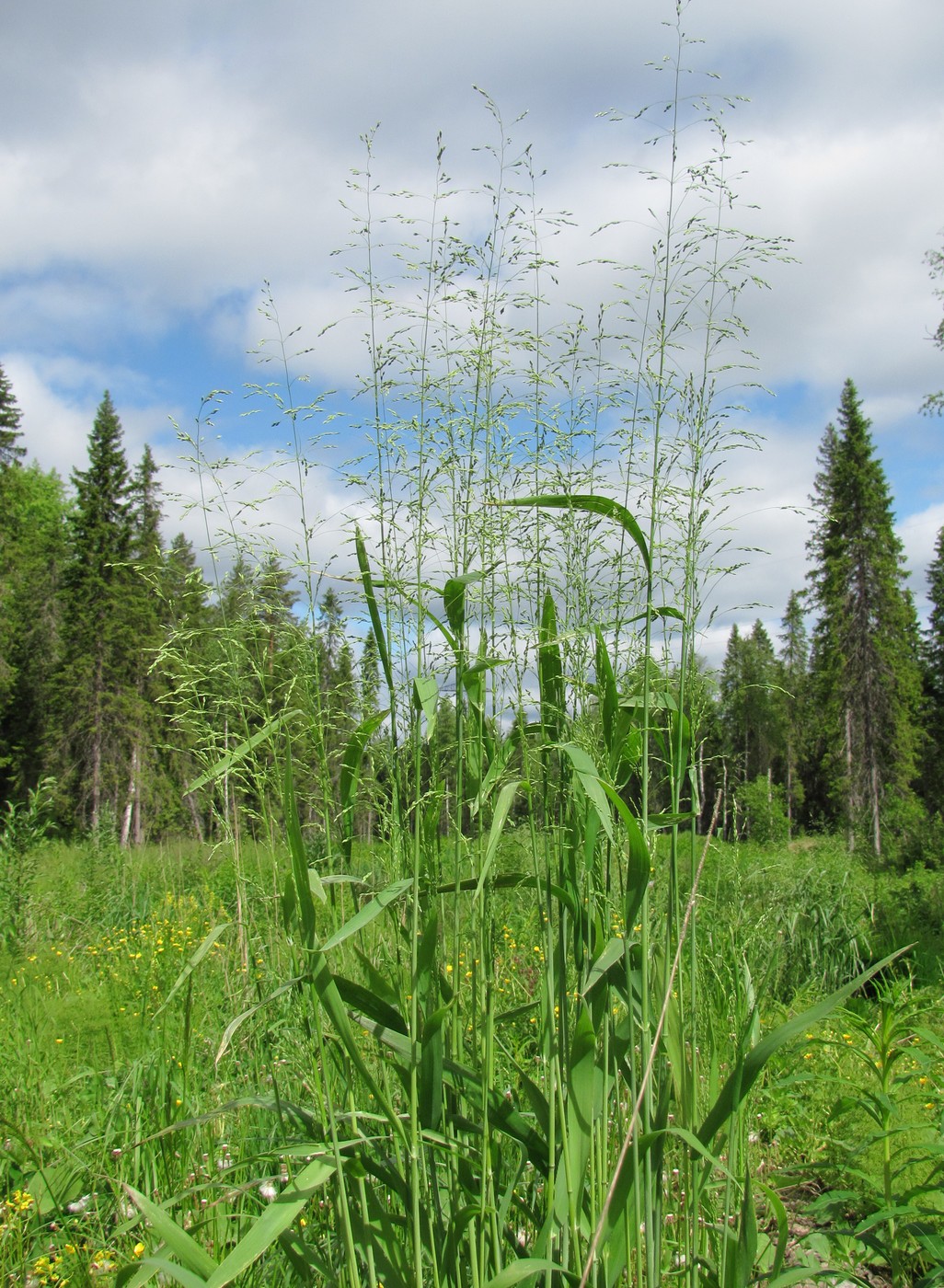 Изображение особи Milium effusum.