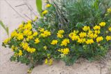 Lotus corniculatus. Цветущее растение. Ленинградская обл., Лужский р-н, окр. дер. Сяберо, обочина дороги среди молодого сосняка. 30.05.2015.