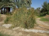 Juncus arabicus