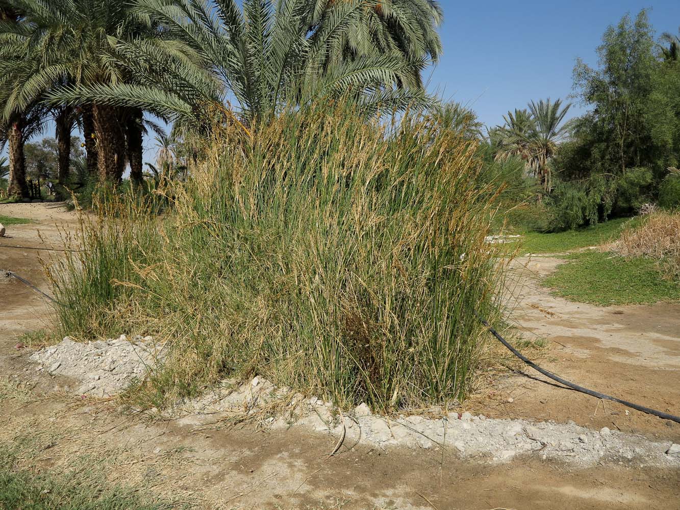 Изображение особи Juncus arabicus.