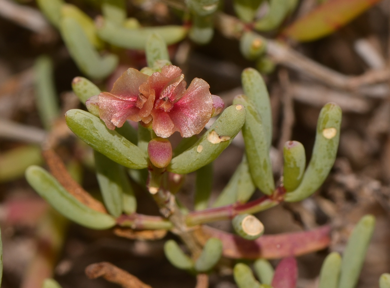 Image of Salsola divaricata specimen.