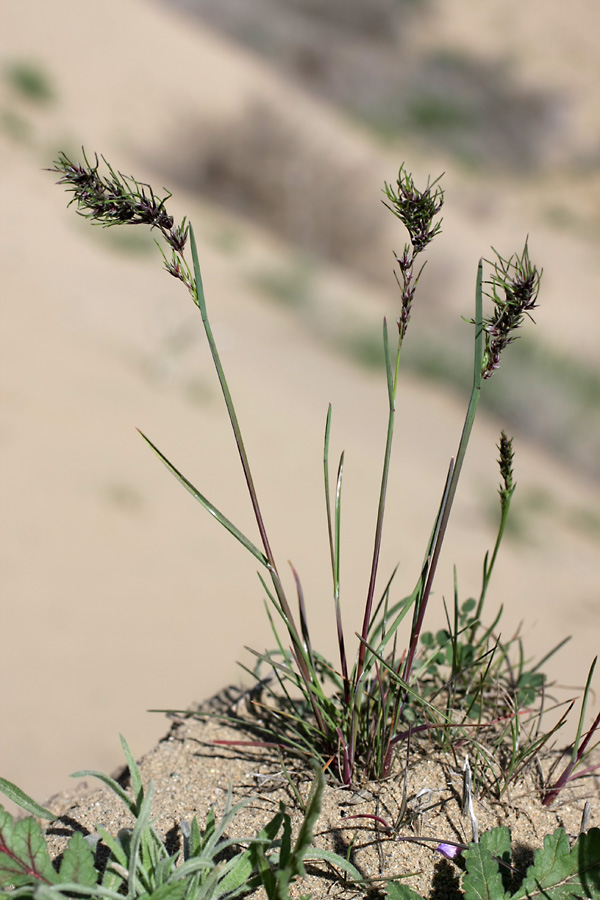 Изображение особи Poa bulbosa ssp. vivipara.