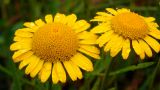 Anthemis tinctoria