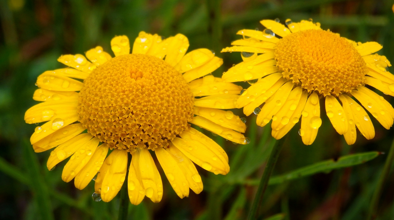 Image of Anthemis tinctoria specimen.