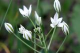 Ornithogalum kochii