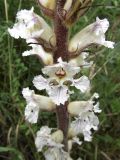 Orobanche crenata. Часть соцветия. Испания, автономное сообщество Каталония, провинция Жирона, комарка Баш Эмпорда, муниципалитет Калонже, обочина полевой дороги вдоль реки. 16.05.2016.