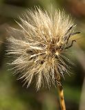 Scorzoneroides autumnalis