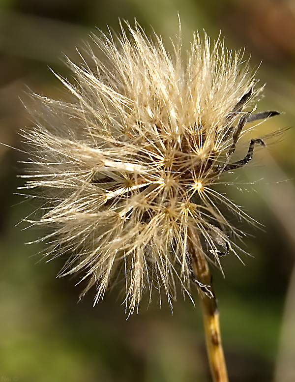Image of Scorzoneroides autumnalis specimen.