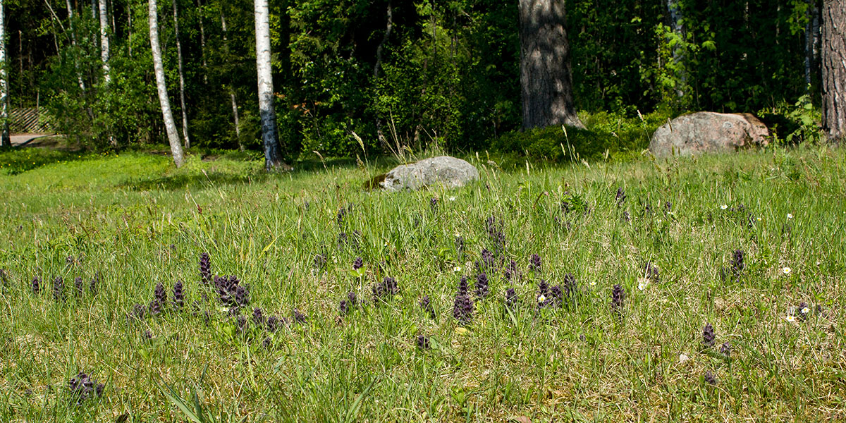 Image of Ajuga pyramidalis specimen.