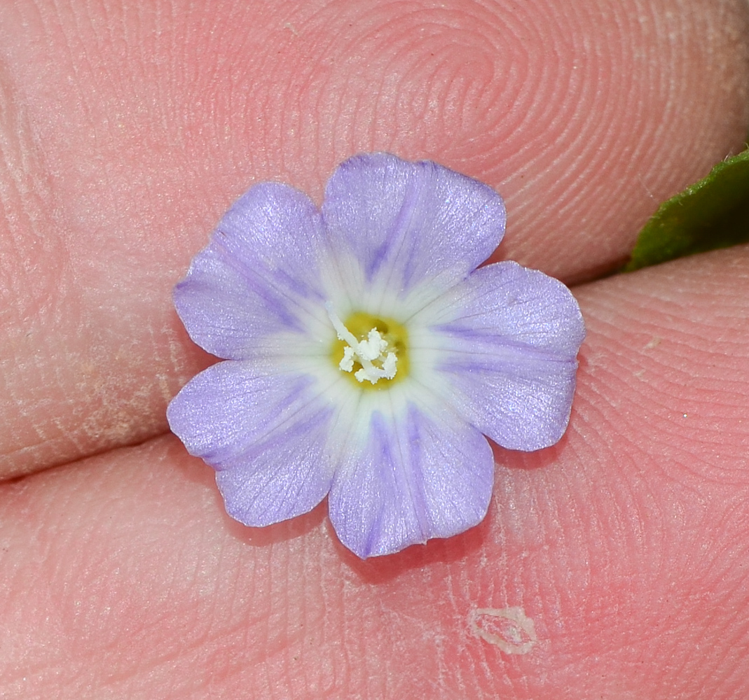 Image of Convolvulus siculus specimen.