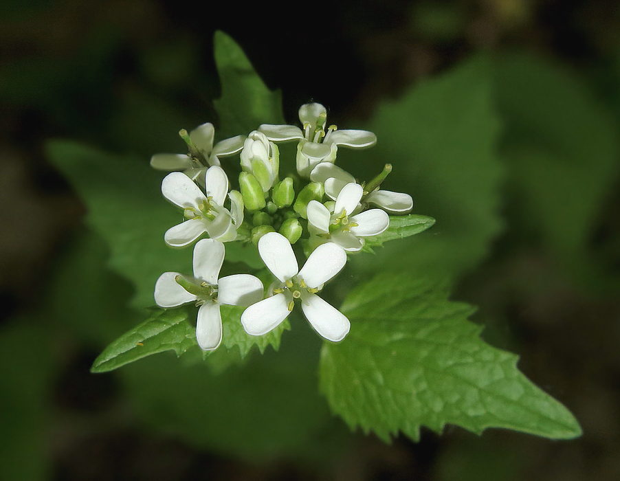 Изображение особи Alliaria petiolata.