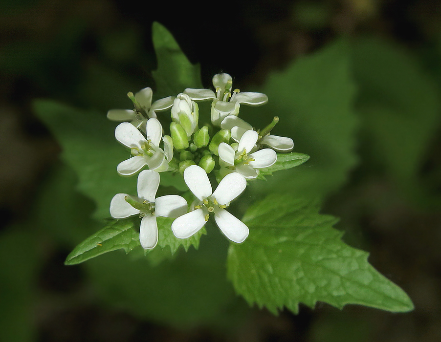 Image of Alliaria petiolata specimen.