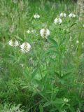 Trifolium montanum