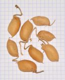 Cicer arietinum