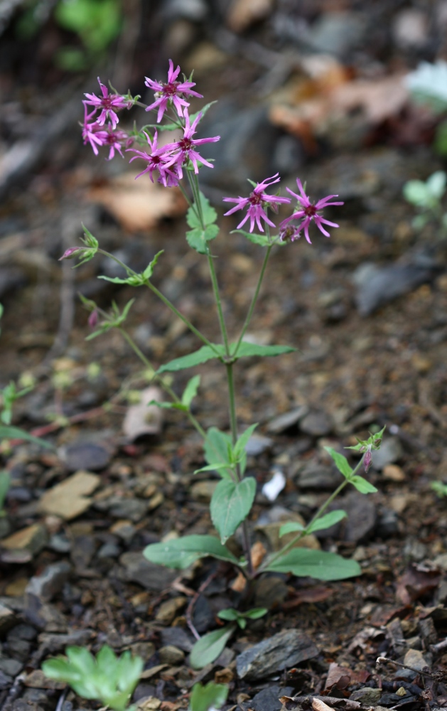 Image of Silene olgae specimen.