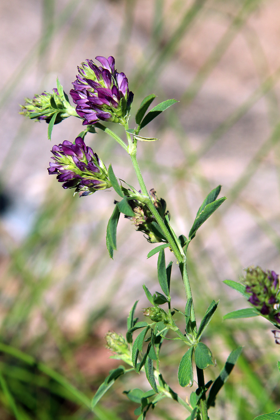 Image of Medicago tianschanica specimen.