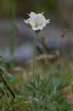 Anemonastrum sibiricum