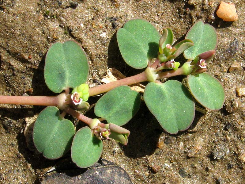 Изображение особи Euphorbia serpens.