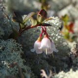 Vaccinium vitis-idaea var. minus