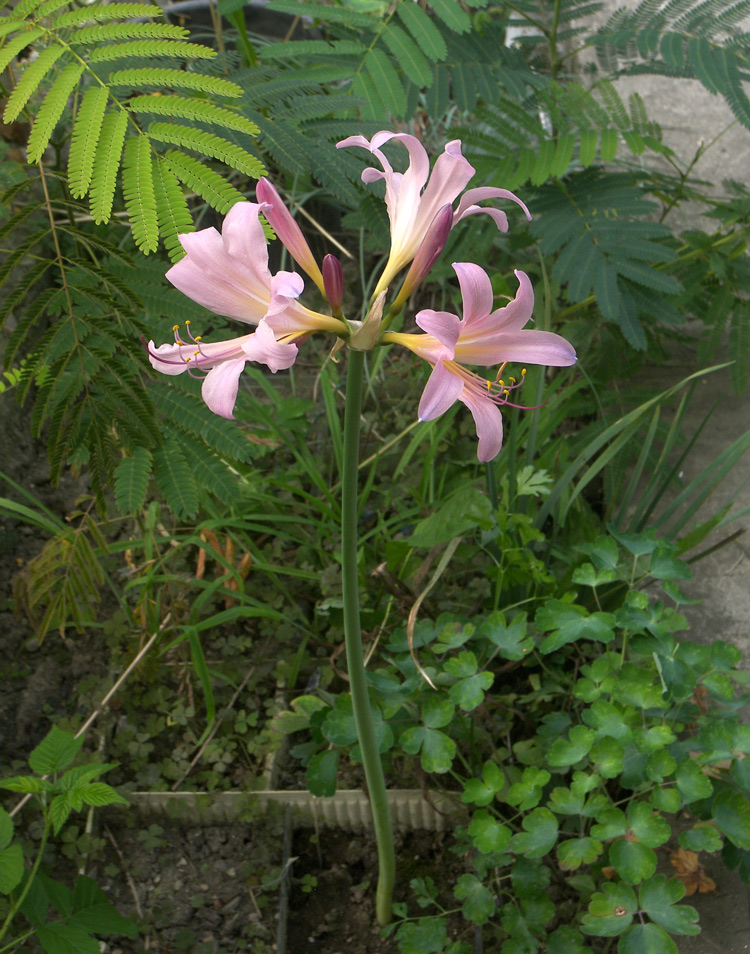 Изображение особи Lycoris squamigera.