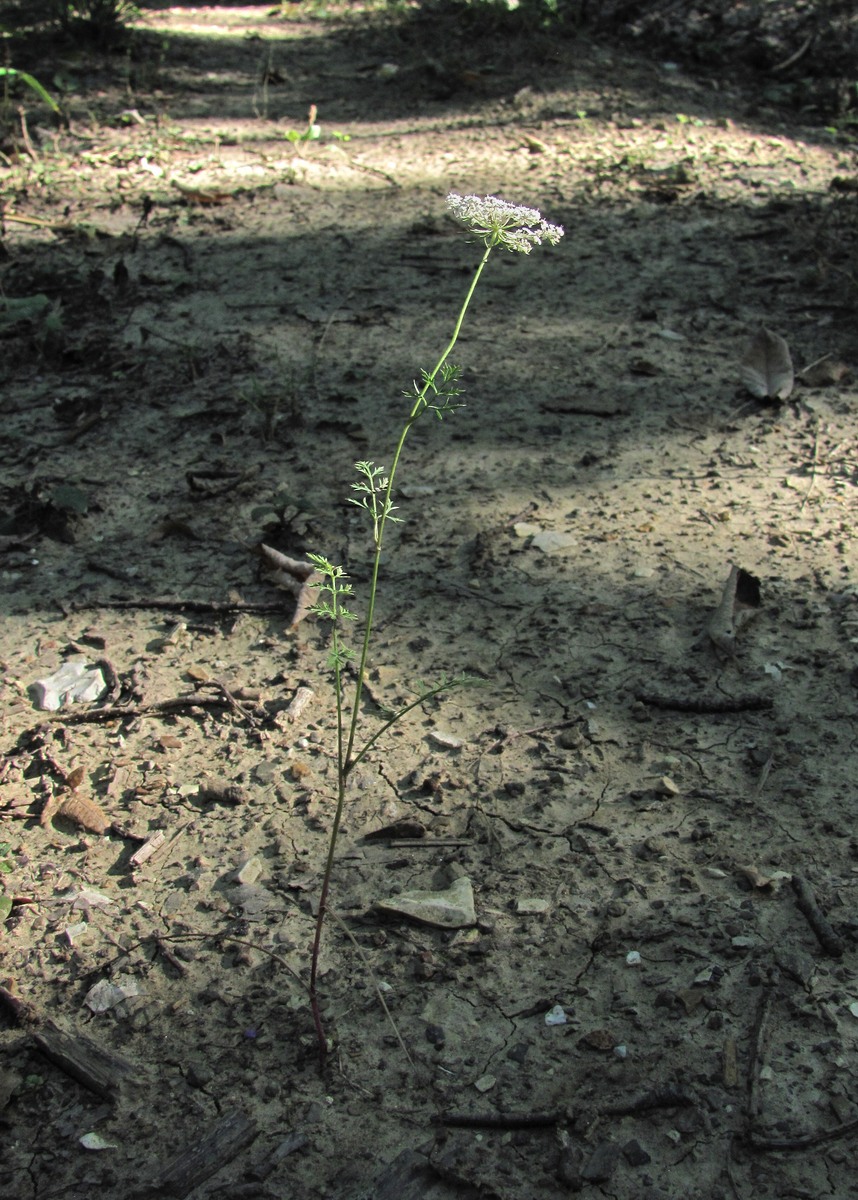 Image of Daucus carota specimen.