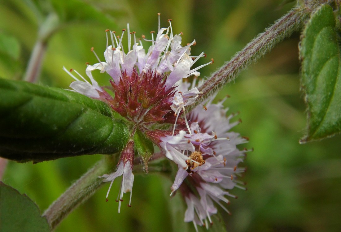 Изображение особи Mentha aquatica.