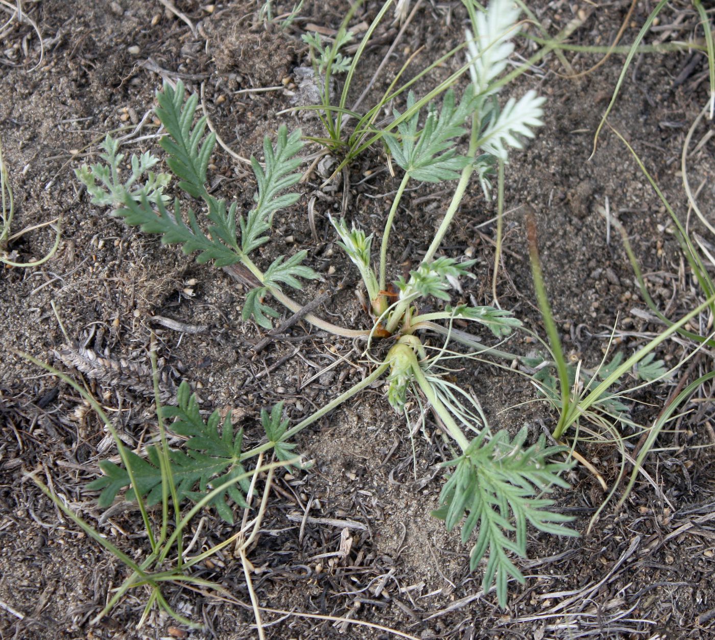 Изображение особи Potentilla &times; angarensis.