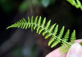 Athyrium distentifolium. Часть вайи с сорусами (вид снизу). Северная Осетия, Ирафский р-н, долина р. Гебидон, ≈ 2300 м н.у.м., субальпийский луг. 07.07.2016.